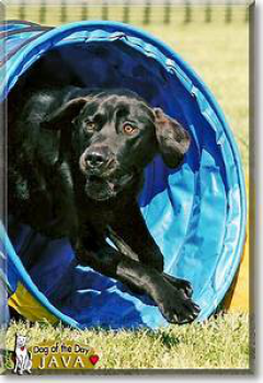 The Dog - Labrador - Retriever