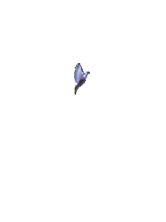 White Bird